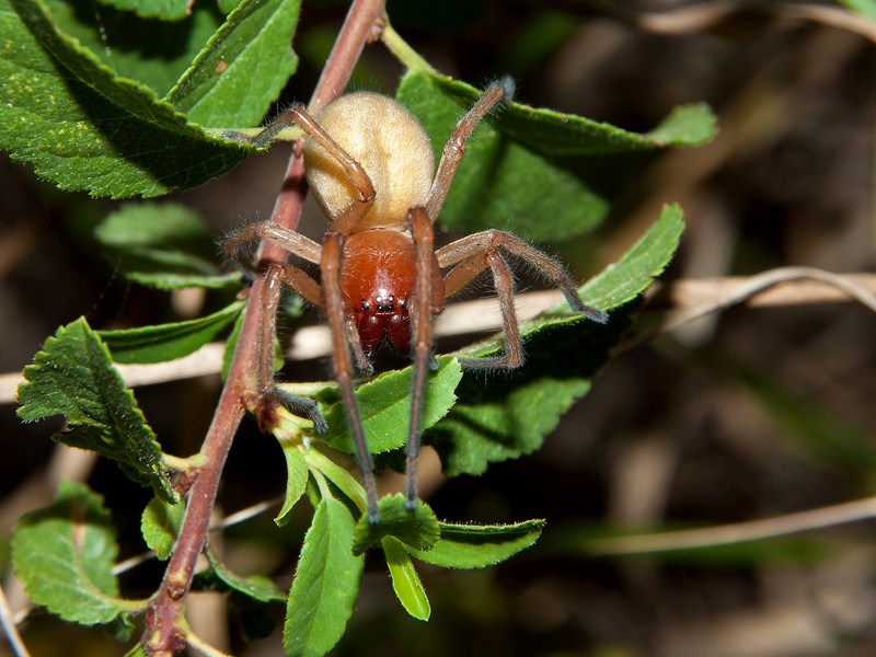 Cheiracanthium sp.